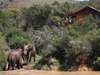 Elephant Safari Lodge - Exterior